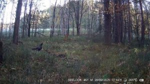 Зачем птицы глотают камни?