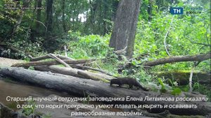 В фотоловушку заповедника соседней с Тульской областью попала черная норка