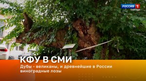 Дубы - великаны, и древнейшие в России виноградные лозы