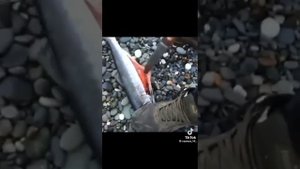 Искусственный-ИзКустВЕНный ГОЛод для ГОев и шикСЫ....