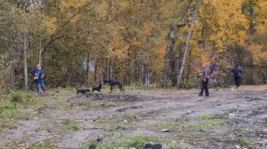 LIVE*PITER: Гуляю с собачками по грязи в резиновых сапогах!