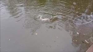 Осенняя рыбалка по форели на спортивной зоне в Клёвом месте лосиный остров.