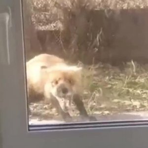 В центре Троицка разгуливает заражённая бешенством лиса.