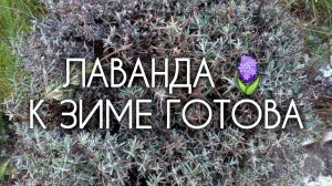 ПОДГОТОВКА КУСТОВ ЛАВАНДЫ К ЗИМЕ 🪻