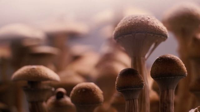 Как растут грибы. Golden Teacher смотреть онлайн