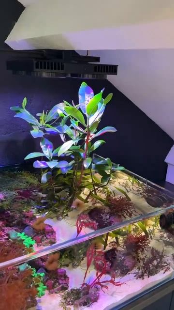 Кусочек_моря_в_спальне,_да_еще_и_под_чердаком)_😍 смотреть онлайн