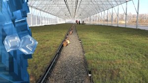 В Кузбассе создан питомник для выращивания саженцев с закрытой корневой системой