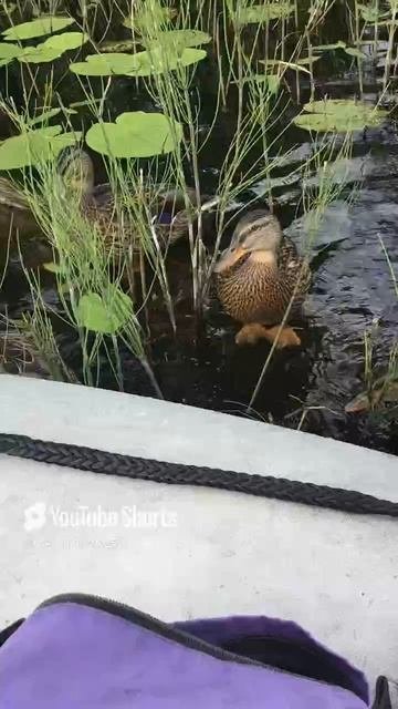 Ленобласть. Хвойное. 08.07.2024. Часть 36. Утята_ Посмотрю что там в лодке, много еще еды