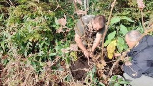 Посадка магнолии обратнояйцевидной