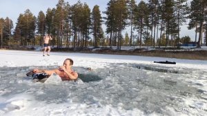 моржи Муравленко