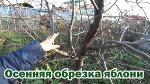 Основные моменты обрезки яблони