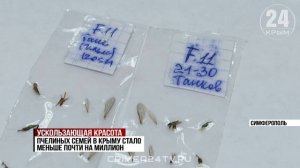 Почти на миллион сократилось число пчелиных семей в Крыму за последние 26 лет