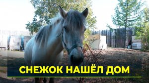 Конь Снежок из Нового Уренгоя обрёл новый дом в Омске после спасения волонтёрами