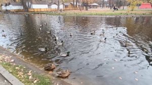 *Заманила, соблазнила, раздразнила. *Вижу в первый раз эту композицию. Ну конечно на счастье . Супер