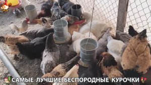 Цыплята и Курочки селяночки лучшие беспородные несушки 🥚 (361)