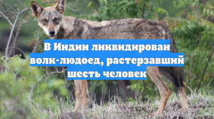 В Индии ликвидирован волк-людоед, растерзавший шесть человек