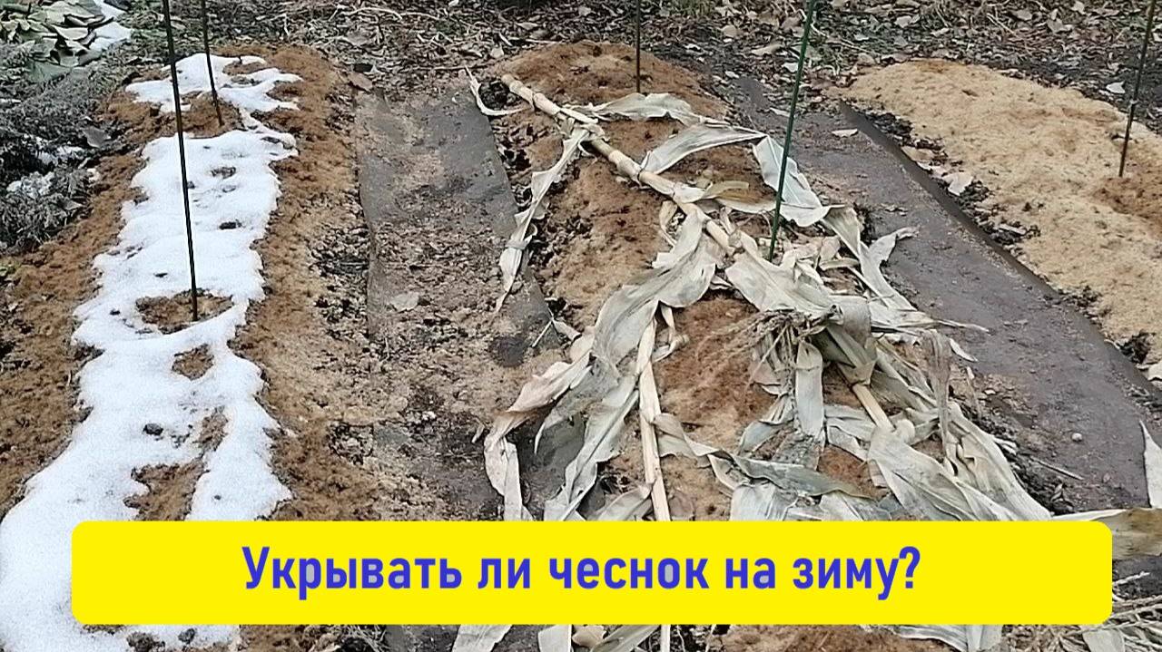 Укрывать ли чеснок на зиму? Когда и где надо укрывать?