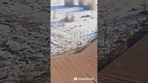 21-10-2025 Якутск. Утки из Сайсарского озера ещё не улетели на юг. А скоро сильные морозы будут.