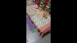 Собака. Кот. Том и Фокс