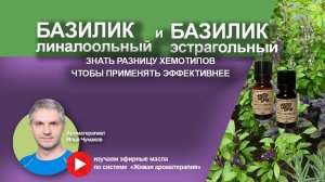 Базилик линалоольный и эстрагольный - отличее в свойствах эфирных масел