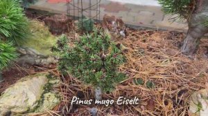 Pinus mugo Eiselt