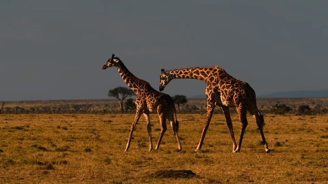 Дикая природа 4К 8К Full HD (Wildlife 4K 8K Full HD) смотреть онлайн