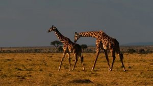 Дикая природа 4К 8К Full HD (Wildlife 4K 8K Full HD)