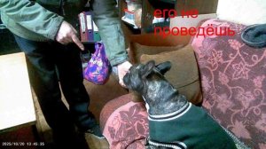 20.10.13.45.Бльдога не проведёшь