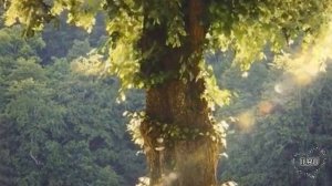 Жизненные истории "Он винил её в бесплодии" Истории из жизни / Рассказы / Слушать аудио рассказы