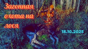 Загонная охота на лося 18.10.2025