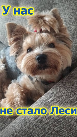 У нас не стало Леси