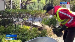 В Ялте стартовала масштабная высадка растений