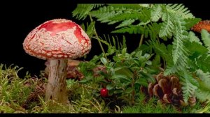 Мухомор (Amanita Muscaria). Таймлапс 4К
