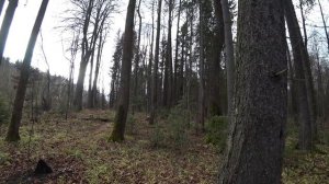 В лес, грибы, привал, Пермь, Биомед, 20 окт 2025