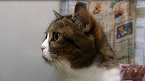 Киса просит кушать, но нельзя диета 😨