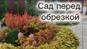Начинаю осеннюю обрезку.Прогулка по саду.