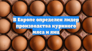 В Европе определен лидер производства куриного мяса и яиц