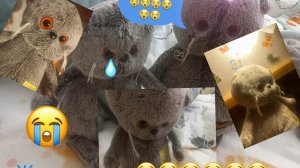 Жужик потерялся😭