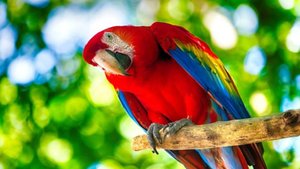 Забавные, красивые, сообразительные