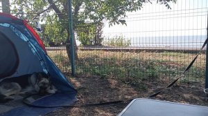 СМОТРИМ В МИРЕ ЖИВОТНЫХ