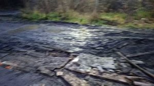 Выкинули коровью тушу