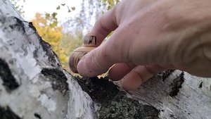 Шкатулка на берёзовой развилке