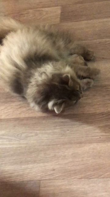 Кот Маркиз и витаминка