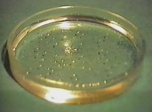 Физика. Опыты. Движение камфары на воде