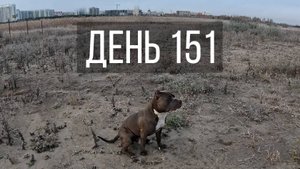 День 151