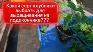 Какая клубника будет расти дома зимой? Правильный выбор сорта — 90% успеха!