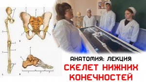 Кости нижних конечностей - Анатомия Лекция