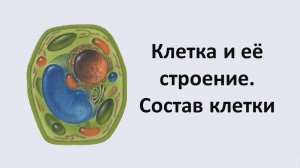 03. Клетка и её строение. Состав клетки