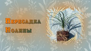 Пересадка нолины