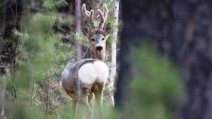 Красавцы косульки